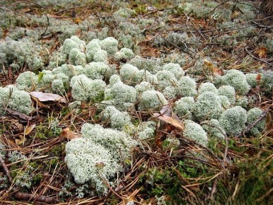 ������������ �������, ������� ����� ����������� � ������������