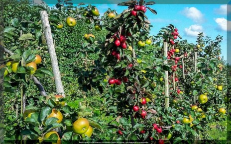 ����������� ������ ��������� ������������ �������� ��������