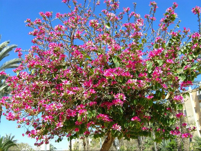 Баухиния: ботаническая загадка, обманувшая цветоводов