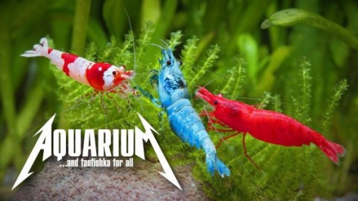 ��� ��������� �������� ����������� ��������: �������� ������ ��� ��������