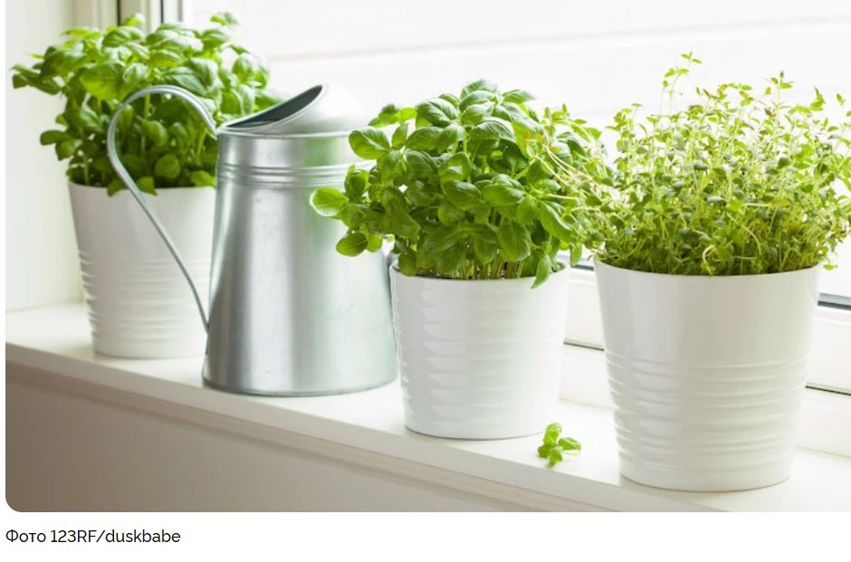 Как круглый год получать свежую зелень на своей даче