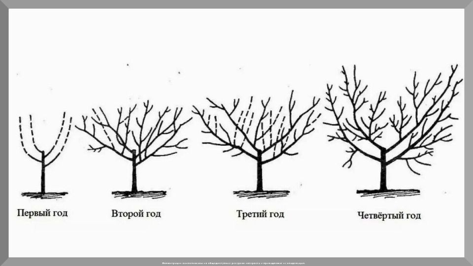 Ноябрь на даче: эффективные советы по уходу за садом и огородом