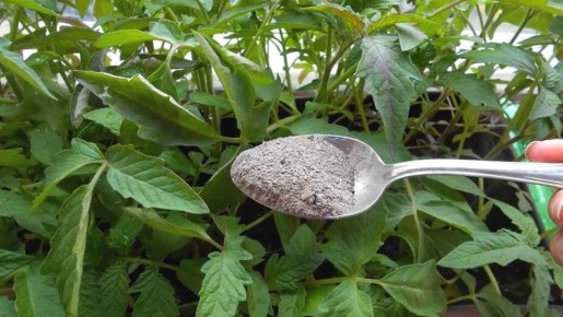 Как забытая подкормка из СССР делает рассаду крепкой и здоровой