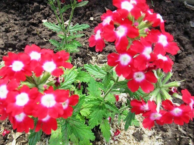 ��� �������� ������� ������ ����� �������?