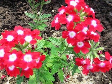 ��� �������� ������� ������ ����� �������?