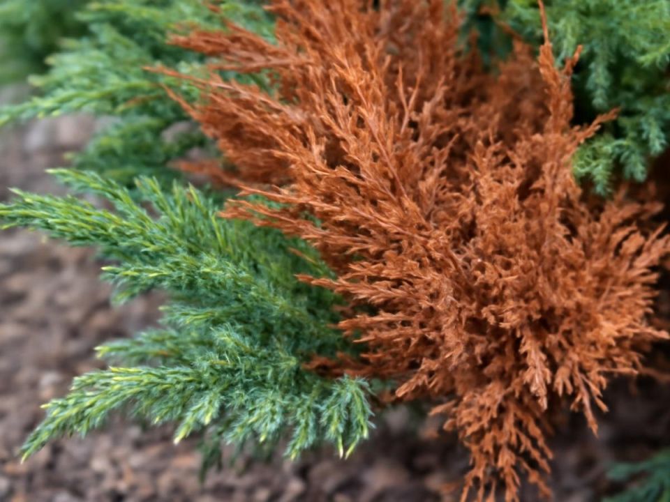 Как сохранить можжевельник: секреты ухода и профилактики пожелтения хвои