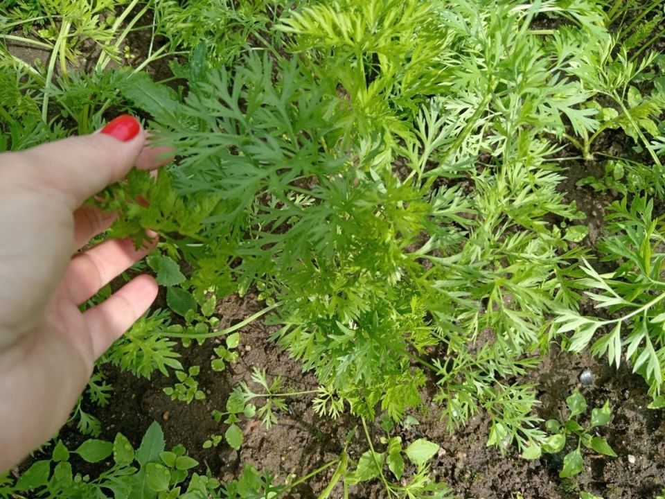 Июльский уход за морковью: секреты для сладкого и крупного урожая