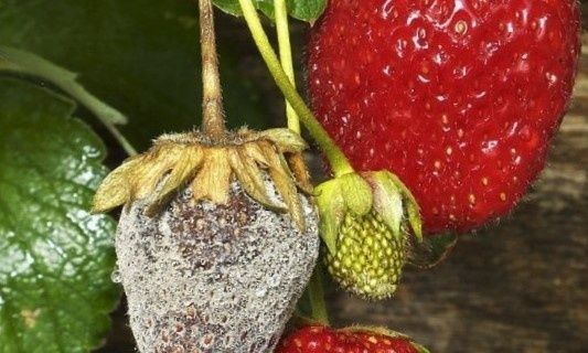 ��� ��������� ������ ��������� � ��������� ������: ������ � ��������