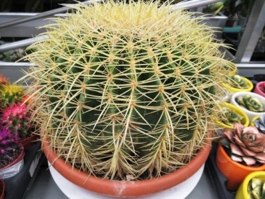 ����������� �������: ��� ��������� ������� ��� �� �����������