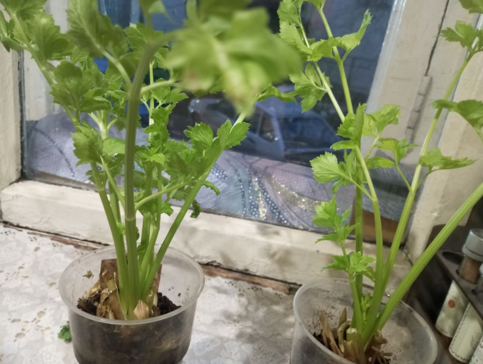 ��� ��������� ������� ������ �� ����������� ���� �����