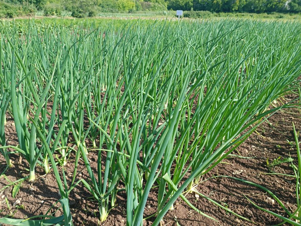 ��� �������� ��� � ������: ������ �������� ����������