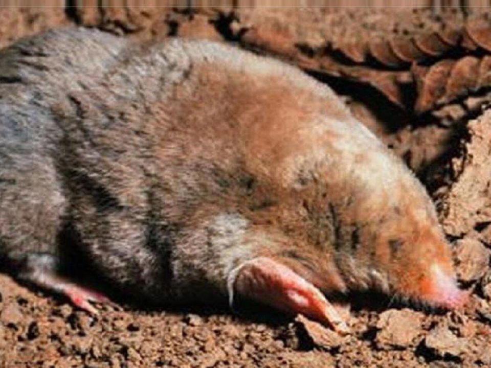 Пластиковая вертушка: как легко избавиться от кротов без химии