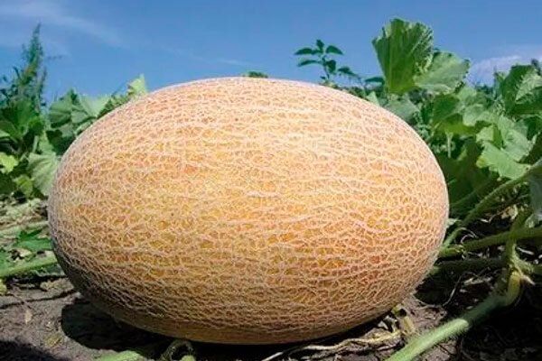 ���� ������: ������� ������ � �������� ����� ����������� �����