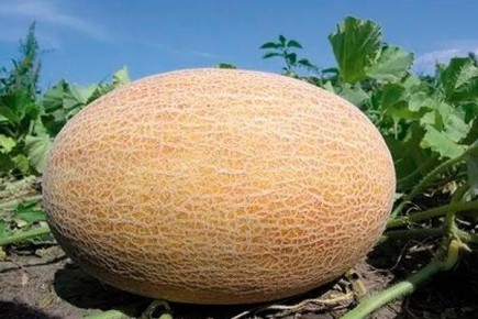 ���� ������: ������� ������ � �������� ����� ����������� �����