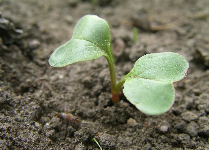 ��� ������� ����� �� ������ ���������: ������� ������� ��� �������� ������