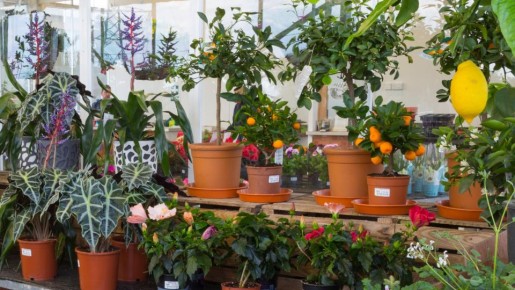 ������ ��������, ���� ����� ������: ���� ���������� ������ ���������� ������