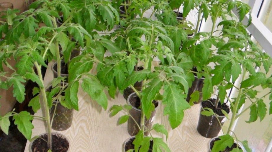 ��� ��������� ���������� ������: ������� ������ �� ������� ��������