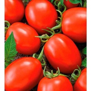 ����� �������: ��������� ����� ��� ������ �������