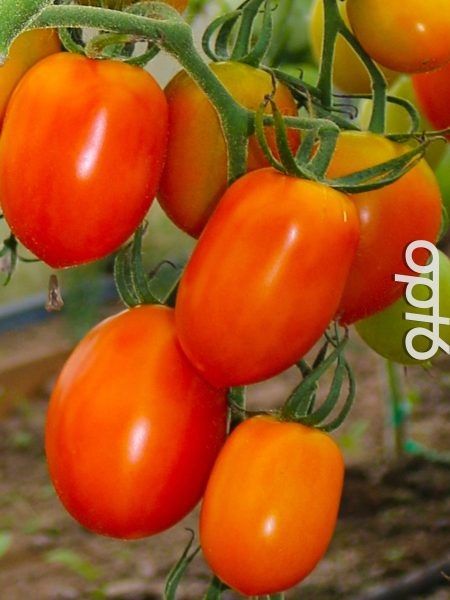 ����� ������� ������: �������� ��� ����� ������