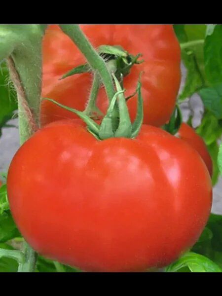 ����� �������: ��� ��������� ��������� ������ ���� � ������� ��������