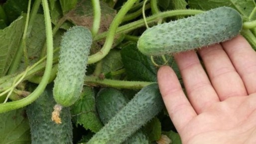 ������-�������: ��� ������� �����, ������� �������� � ����� ��������