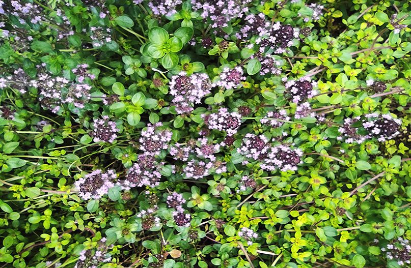 ����� ���� � ����� �������: ��� ������� ��� �������