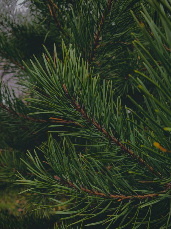 ������� ������: ������� �������������, � ������� �� �� �����