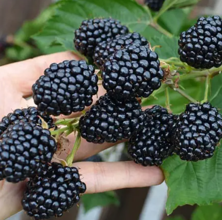 Ежевика: секреты урожайности и лучшие сорта для садоводов