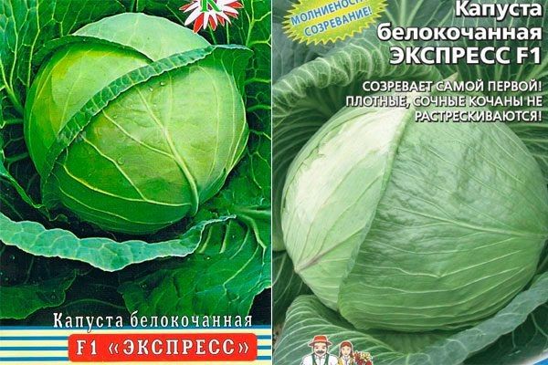 Урожайный старт: особенности капусты Экспресс