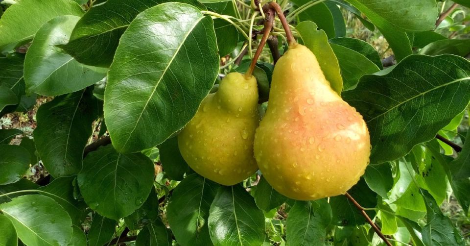 Незаменимые сорта груш для вашего сада: топ-5, проверенный временем