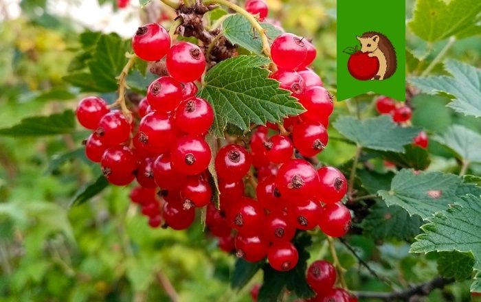 Красная смородина: 5 причин, почему стоит посадить ее на своем участке