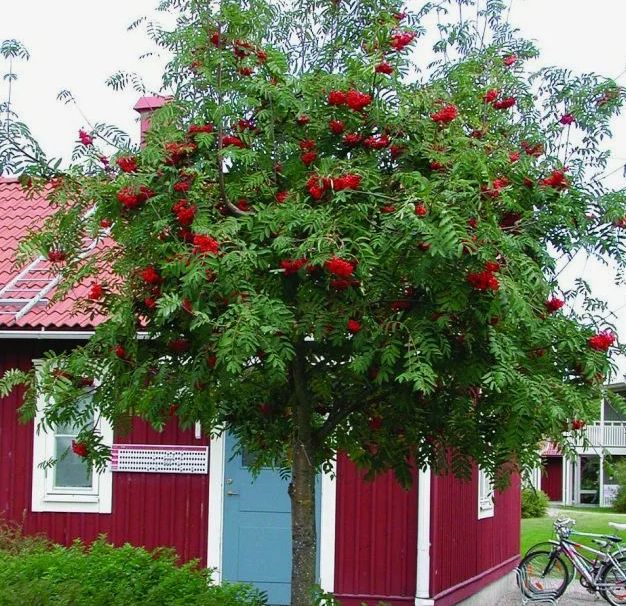 Садовые предатели: деревья, которые угрожают вашему урожаю