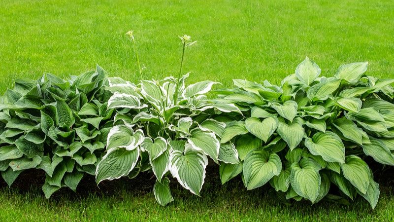 Как защитить хосты от солнца: советы по уходу за любимыми растениями