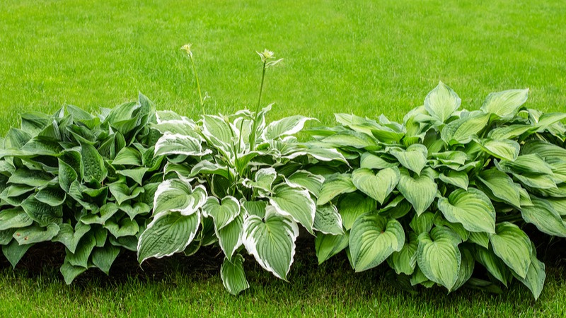 Как защитить хосты от солнца: советы по уходу за любимыми растениями