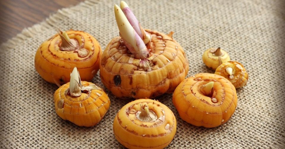 Как правильно выкапывать и хранить луковицы гладиолусов: практические советы