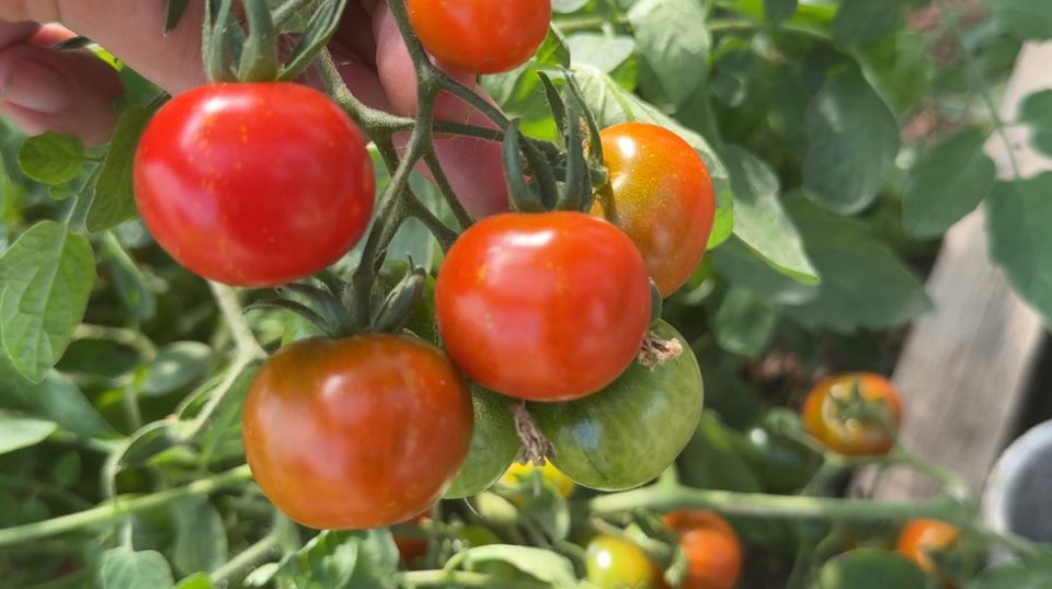 Август: время для финальной подкормки ваших любимых овощей для богатого урожая