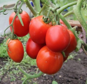 Томат Рая: простой и эффективный выбор для раннего урожая