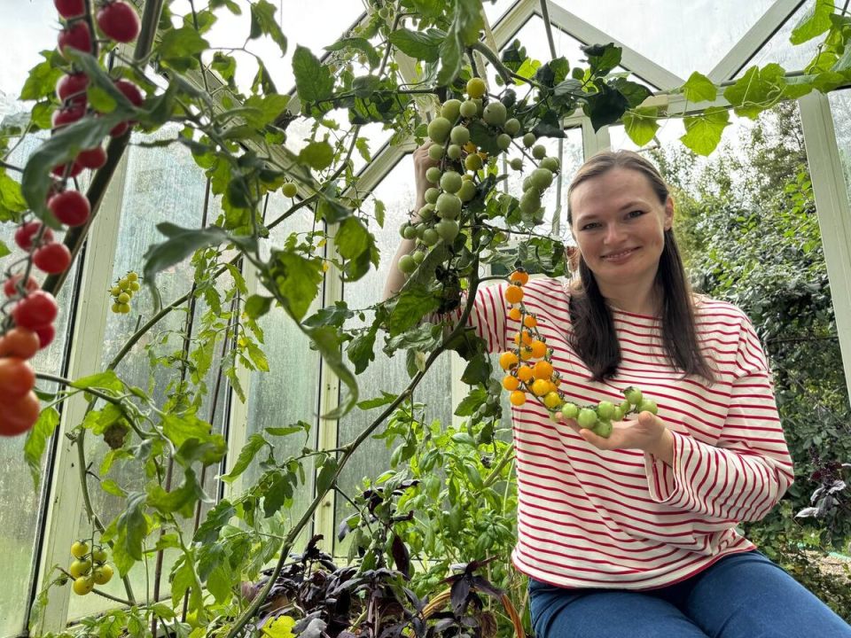 Томаты черри: маленькие, но яркие герои вашего огорода