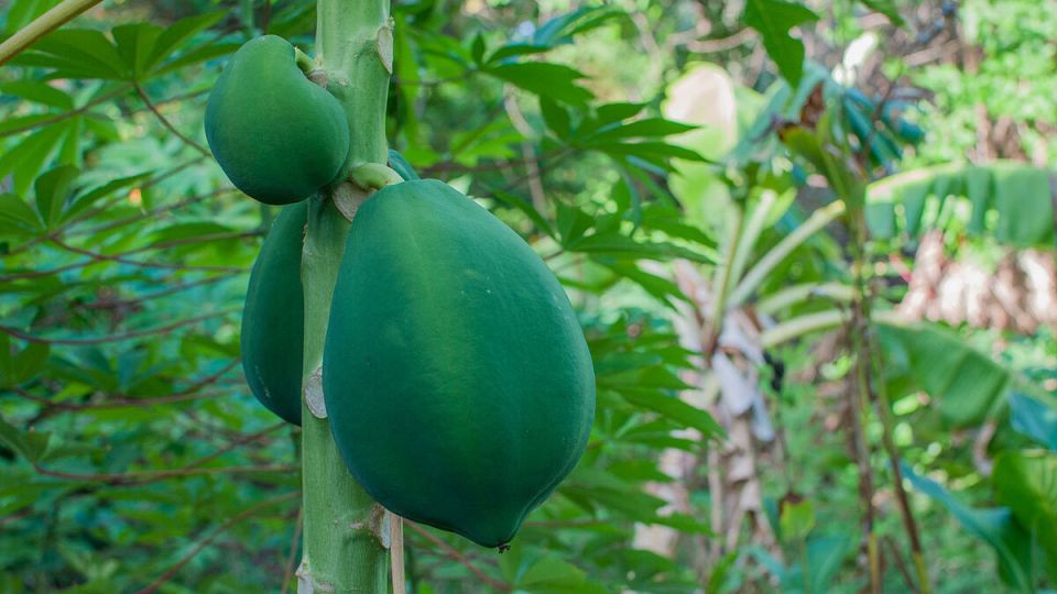 Можно ли вырастить папайю в условиях России: советы и рекомендации
