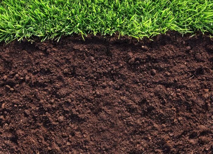 Советы по борьбе с сорняками от эксперта: как сохранить урожай