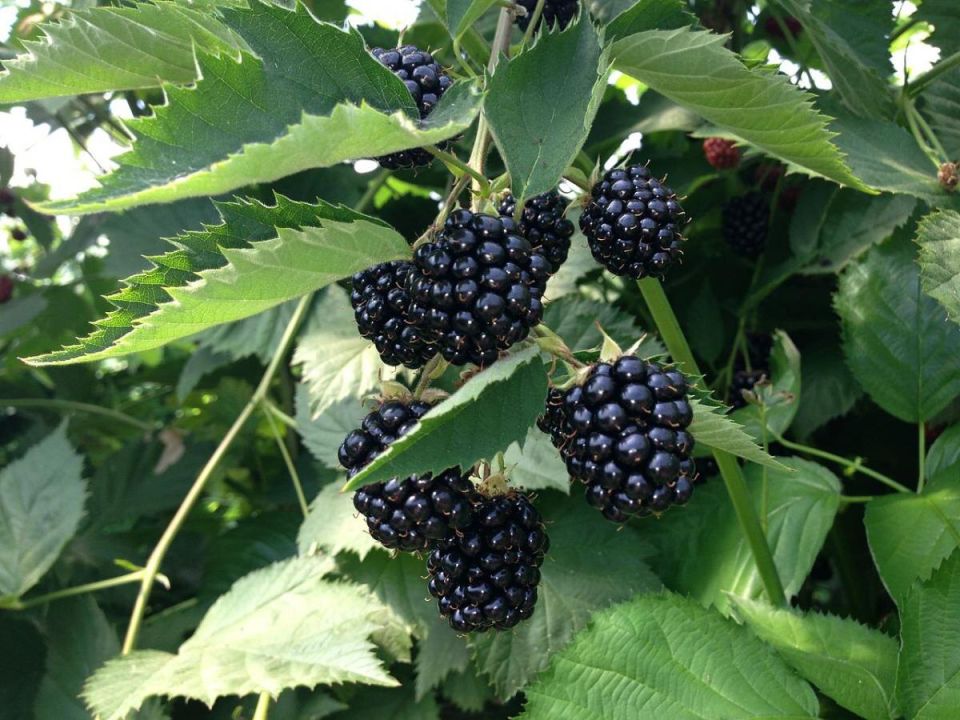 Свежие идеи для качественного урожая: популярные сорта ежевики без шипов