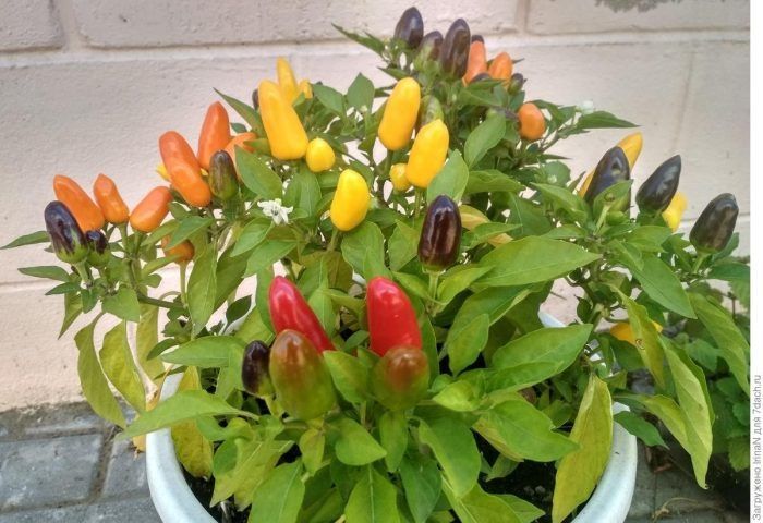 Огонь на вашем столе: перец Огненный букет для раннего урожая