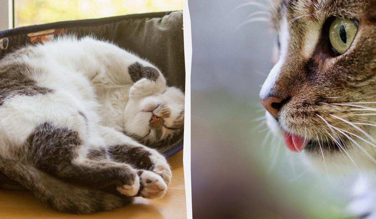 Почему ваши пушистики трутся об углы: четыре причины такого поведения