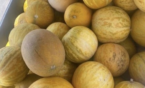 5 простых признаков спелой дыни: как не ошибиться и угадать вкус с первого раза