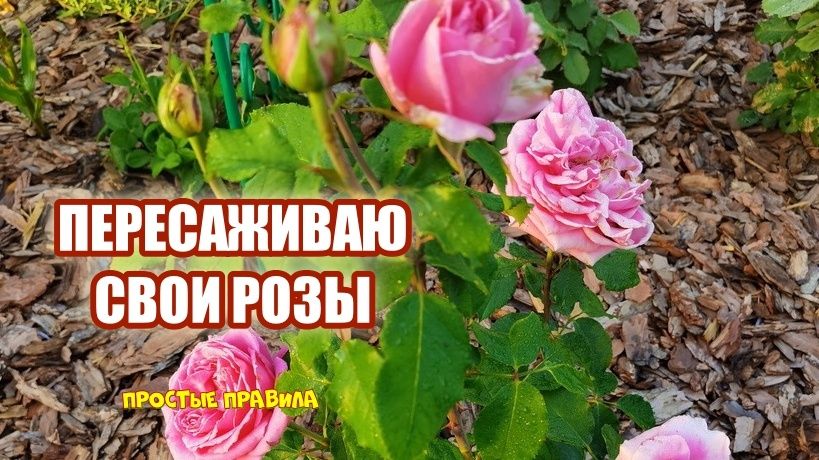 �������� ��������� 6 ������� ������, ����� ���������� ���� ��� ���