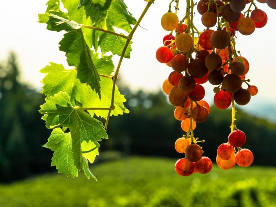 ������� � ����: 5 ������� ������, ������� ������� �������� ����� (��������� �� ����)