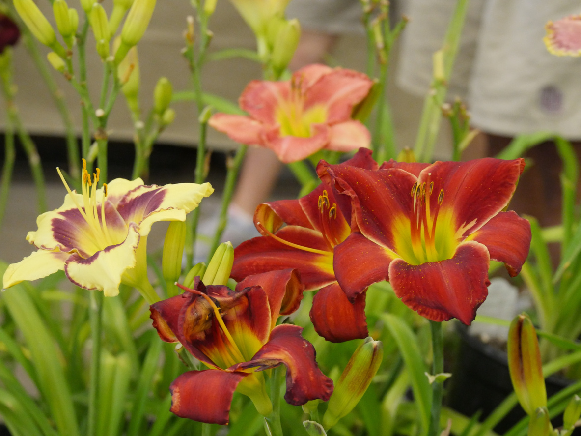 Лилейники: красота, которая не требует заботы