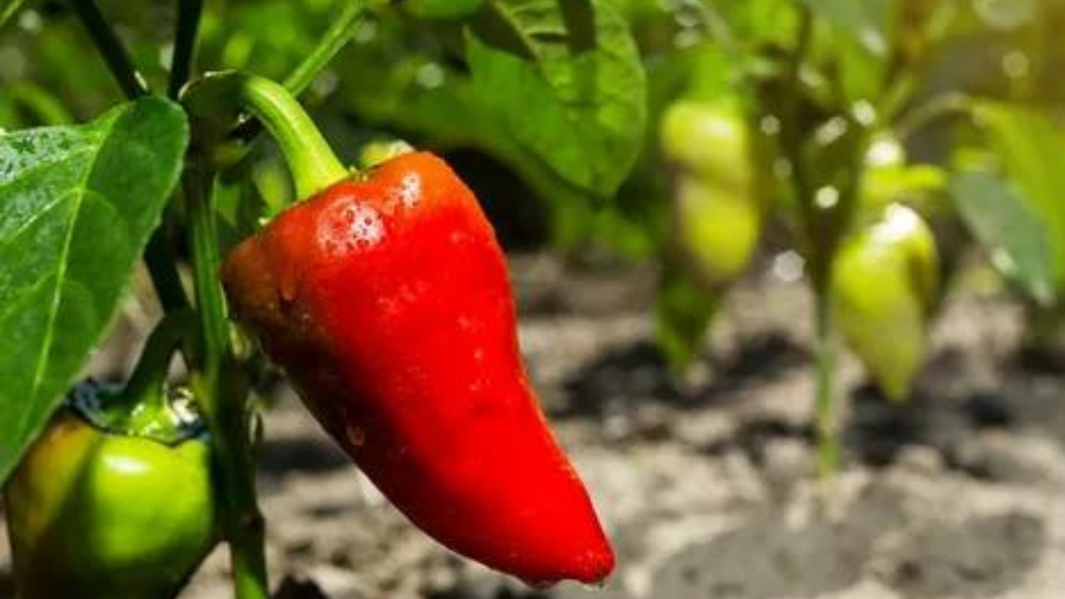 Как вырастить сладкий перец в Сибири: лучшие сорта для открытого грунта