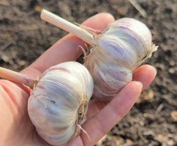 Как сохранить чеснок на долгое время: секреты длительного хранения