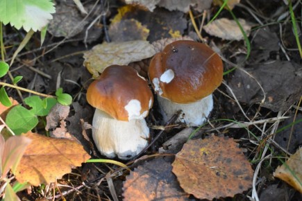 Грибное фото на память, или лукошко для времени